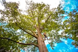 Best Tree Removal  in Eureka Mill, SC